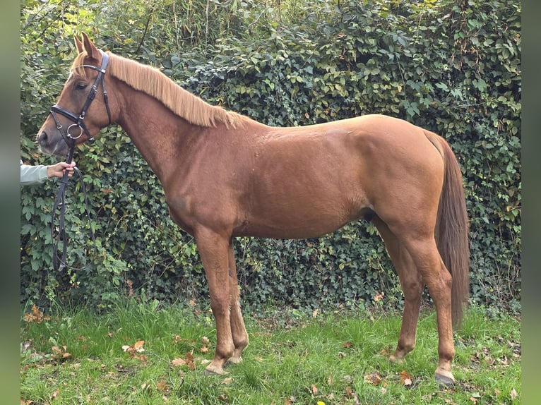 New Forest Pony Wallach 4 Jahre 154 cm Dunkelfuchs in Wachtendonk