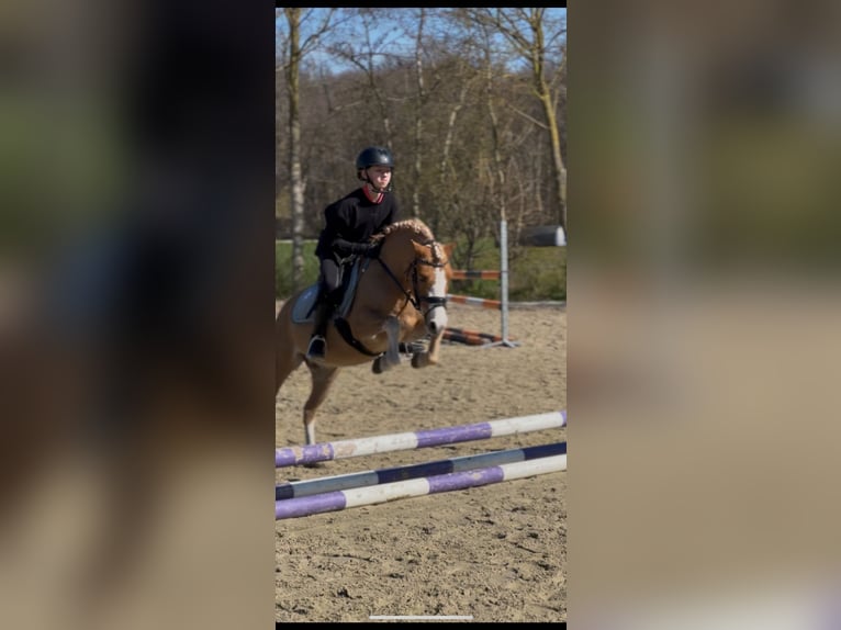 New Forest Pony Wallach 5 Jahre 133 cm Blauschimmel in Harkema