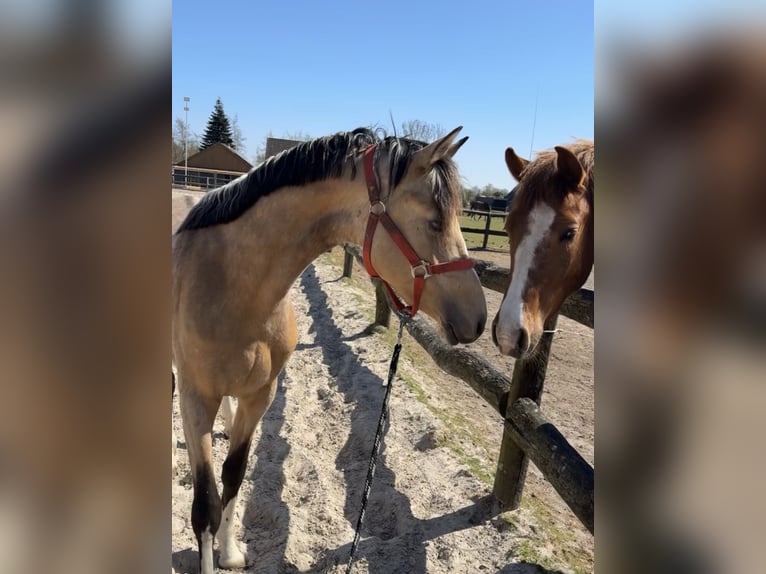 New Forest Pony Wallach 5 Jahre 133 cm Blauschimmel in Harkema