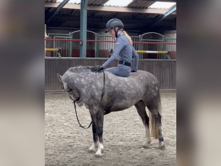 New Forest Pony Wallach 5 Jahre 133 cm Blauschimmel in Harkema