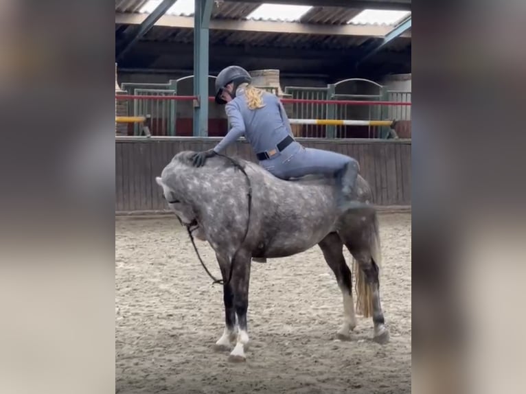 New Forest Pony Wallach 5 Jahre 133 cm Blauschimmel in Harkema