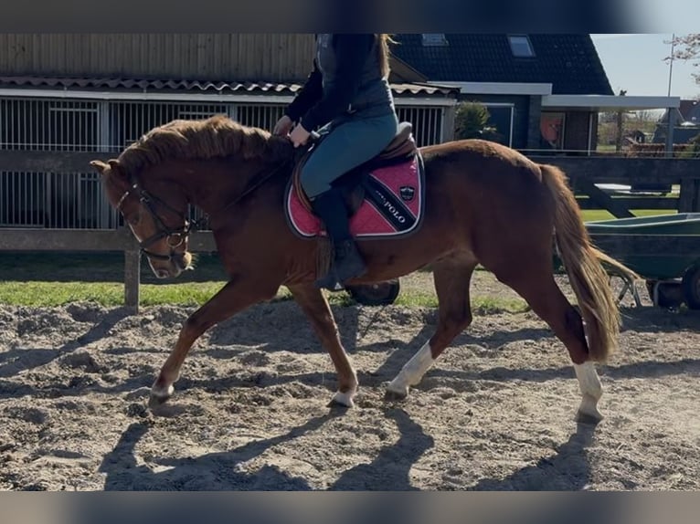 New Forest Pony Wallach 5 Jahre 133 cm Blauschimmel in Harkema