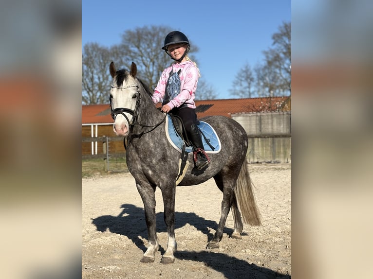 New Forest Pony Wallach 5 Jahre 133 cm Blauschimmel in Harkema