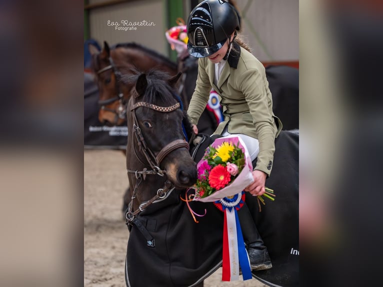 New Forest Pony Wallach 5 Jahre 133 cm Blauschimmel in Harkema