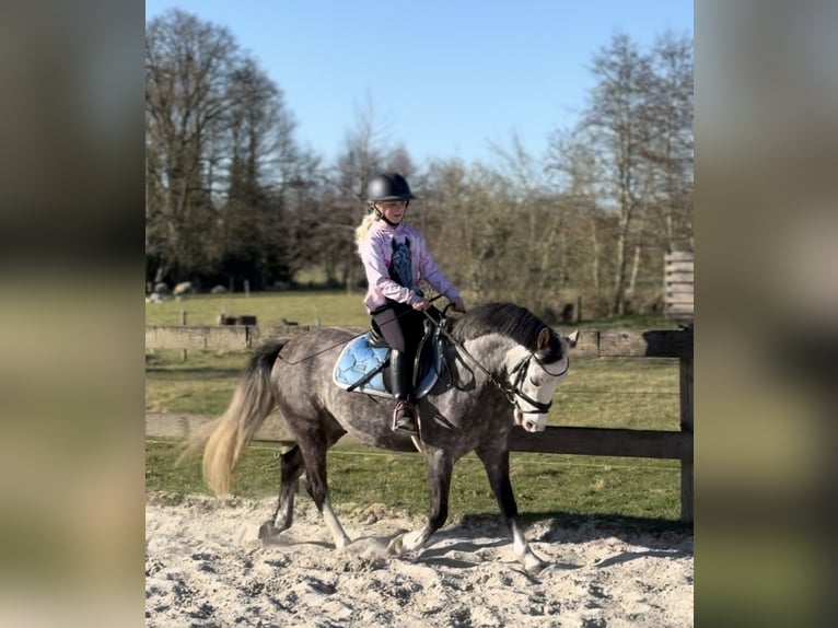 New Forest Pony Wallach 5 Jahre 133 cm Blauschimmel in Harkema