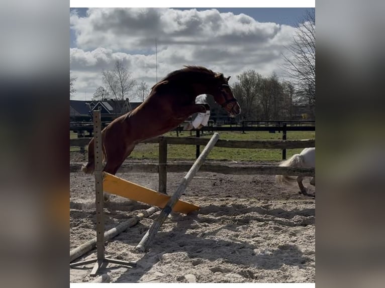 New Forest Pony Wallach 5 Jahre 133 cm Blauschimmel in Harkema