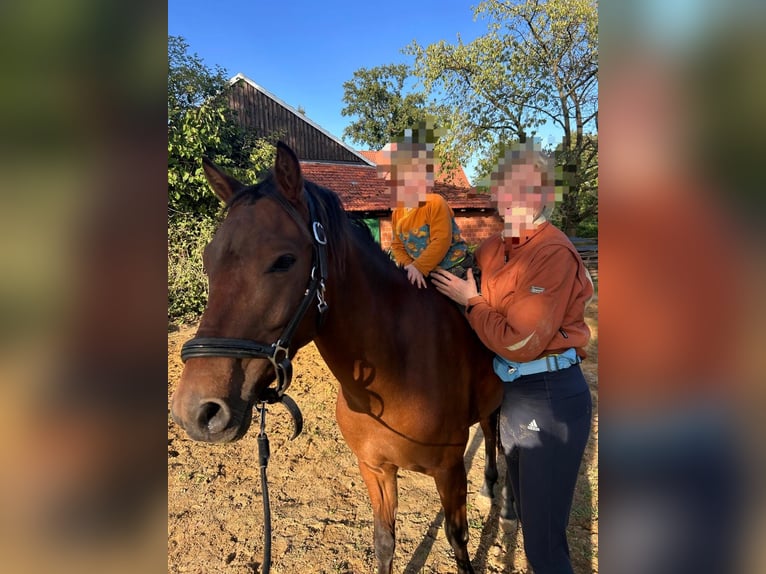 New Forest Pony Wallach 5 Jahre 135 cm Brauner in Borken