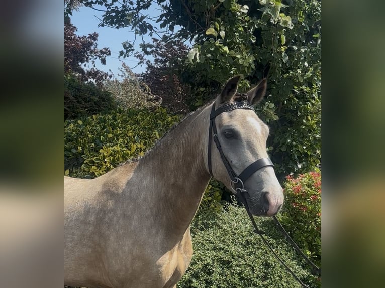 New Forest Pony Wallach 5 Jahre 138 cm Buckskin in Newry