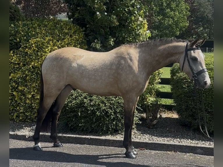 New Forest Pony Wallach 5 Jahre 138 cm Buckskin in Newry