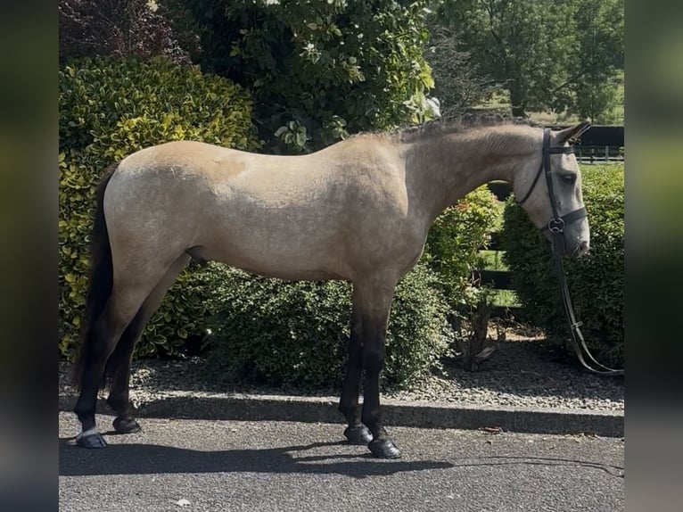 New Forest Pony Wallach 5 Jahre 138 cm Buckskin in Newry