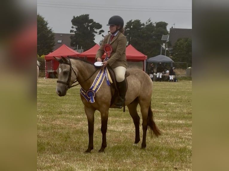 New Forest Pony Wallach 5 Jahre 138 cm Buckskin in Newry
