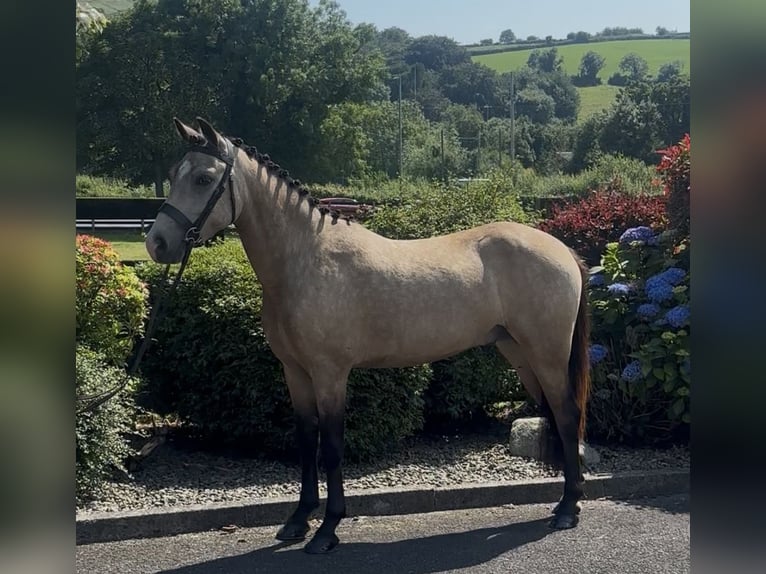 New Forest Pony Wallach 5 Jahre 138 cm Buckskin in Newry