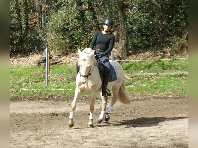 New Forest Pony Mix Wallach 5 Jahre 140 cm Cremello in Sessa