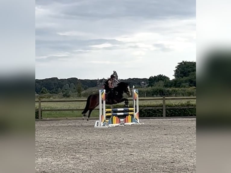 New Forest Pony Wallach 5 Jahre 142 cm Brauner in Swalmen