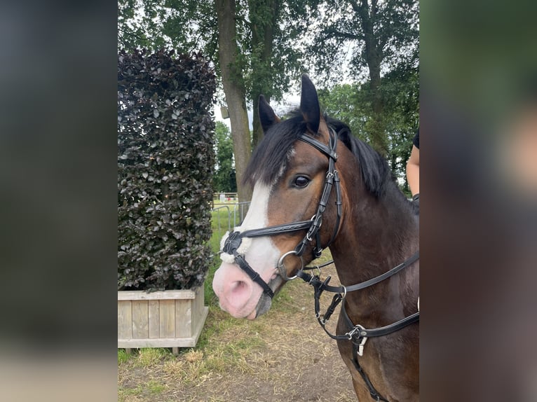 New Forest Pony Wallach 5 Jahre 142 cm Brauner in Swalmen