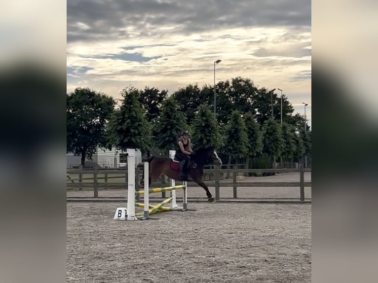 New Forest Pony Wallach 5 Jahre 142 cm Brauner in Swalmen