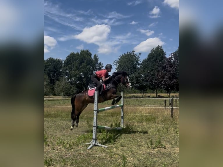 New Forest Pony Wallach 5 Jahre 142 cm Brauner in Swalmen