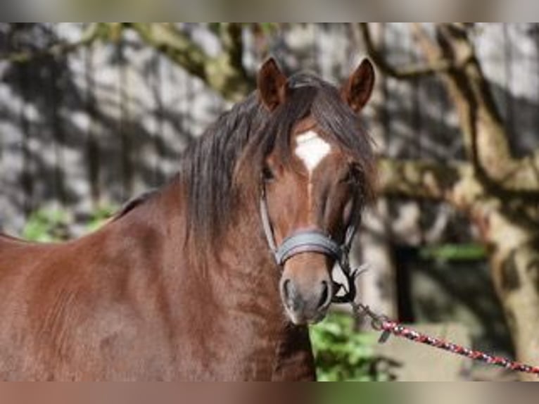 New Forest Pony Wallach 5 Jahre 143 cm Fuchs in Sieverstedt