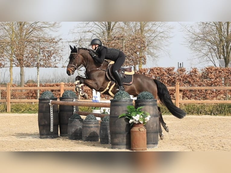 New Forest Pony Wallach 5 Jahre 145 cm Dunkelbrauner in Oost West en Middelbeers