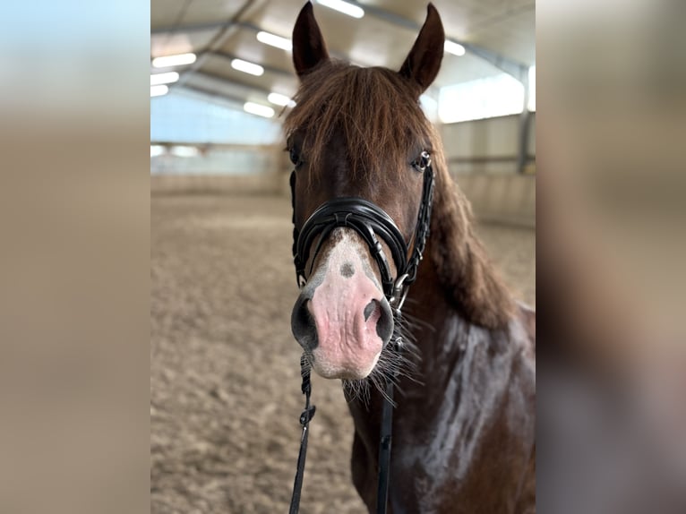 New Forest Pony Wallach 5 Jahre 146 cm Dunkelfuchs in Nordhorn
