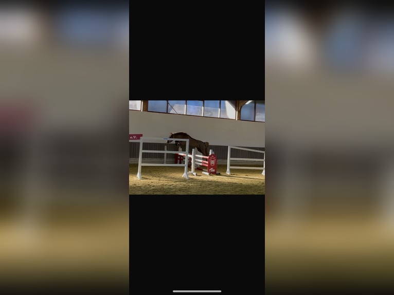 New Forest Pony Wallach 5 Jahre 146 cm Dunkelfuchs in Nordhorn