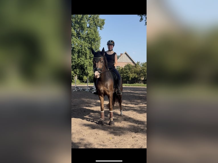 New Forest Pony Wallach 5 Jahre 146 cm Dunkelfuchs in Nordhorn