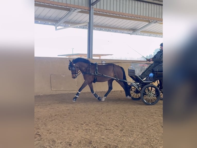 New Forest Pony Wallach 5 Jahre 147 cm Brauner in Heinzenbach