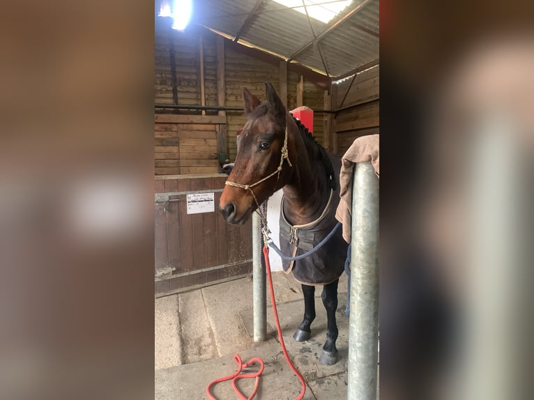 New Forest Pony Wallach 5 Jahre 147 cm Dunkelbrauner in Châtellerault