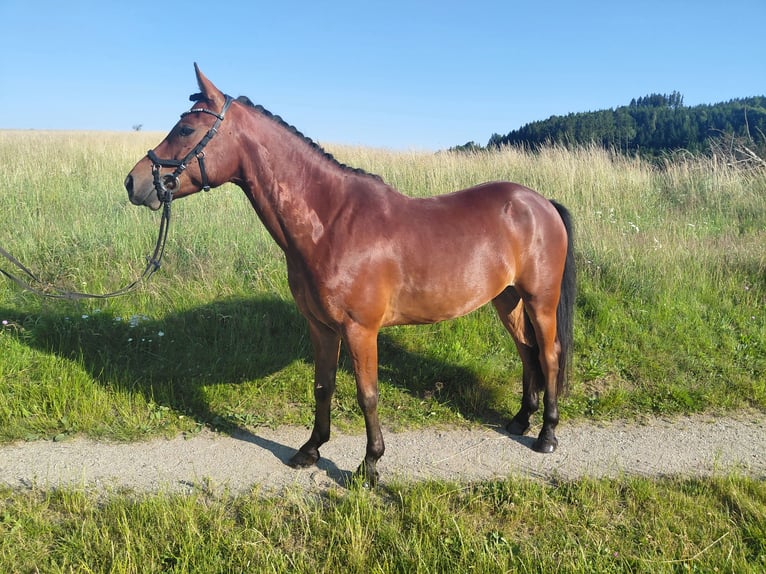 New Forest Pony Wallach 5 Jahre 148 cm Brauner in Haselbach