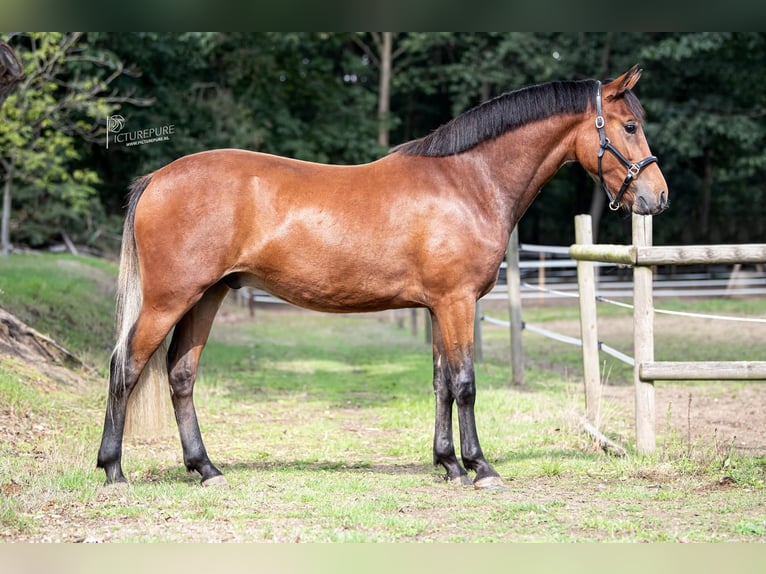 New Forest Pony Wallach 5 Jahre 148 cm Brauner in Geilenkirchen
