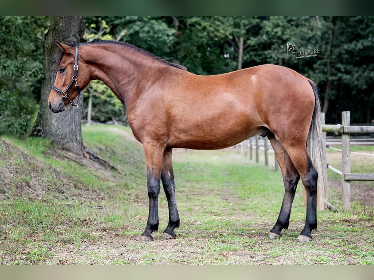 New Forest Pony Wallach 5 Jahre 148 cm Brauner in Geilenkirchen