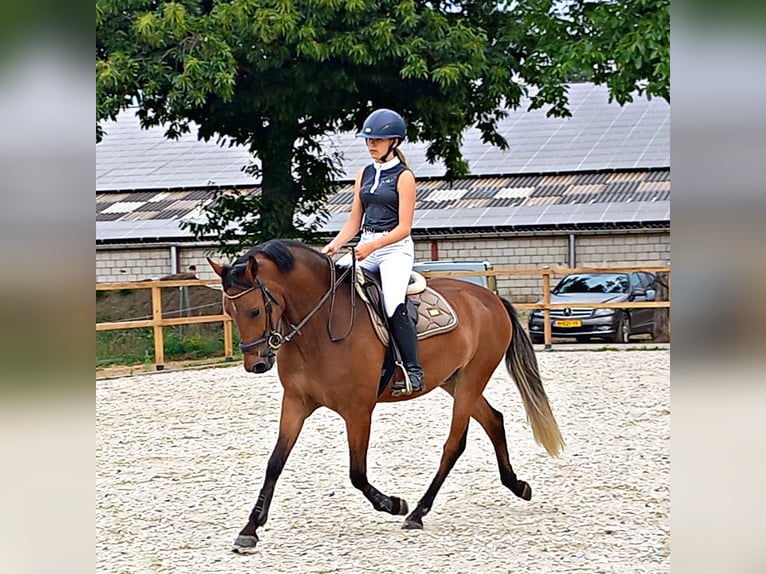 New Forest Pony Wallach 5 Jahre 148 cm Brauner in Geilenkirchen