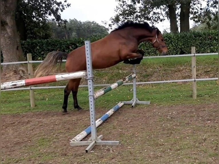 New Forest Pony Wallach 5 Jahre 148 cm Brauner in Geilenkirchen