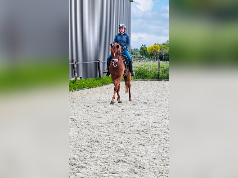 New Forest Pony Wallach 5 Jahre 148 cm Fuchs in Rotterdam
