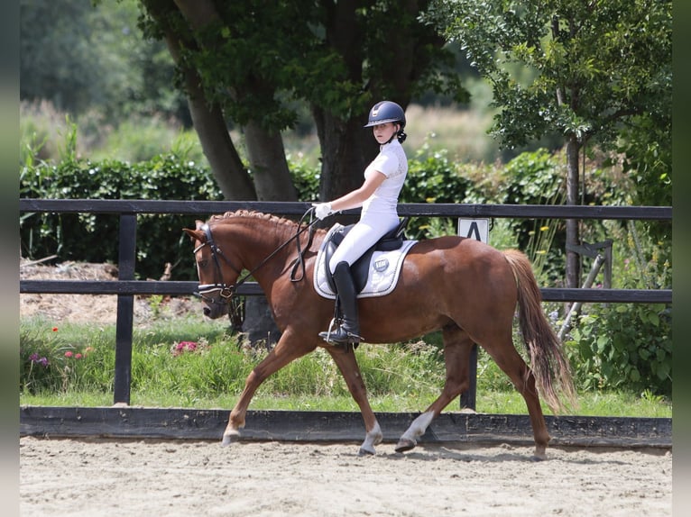 New Forest Pony Wallach 5 Jahre 148 cm Fuchs in Rotterdam