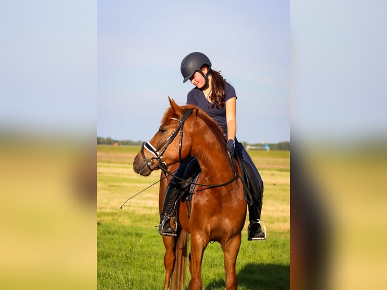 New Forest Pony Wallach 5 Jahre 148 cm Fuchs in Rotterdam