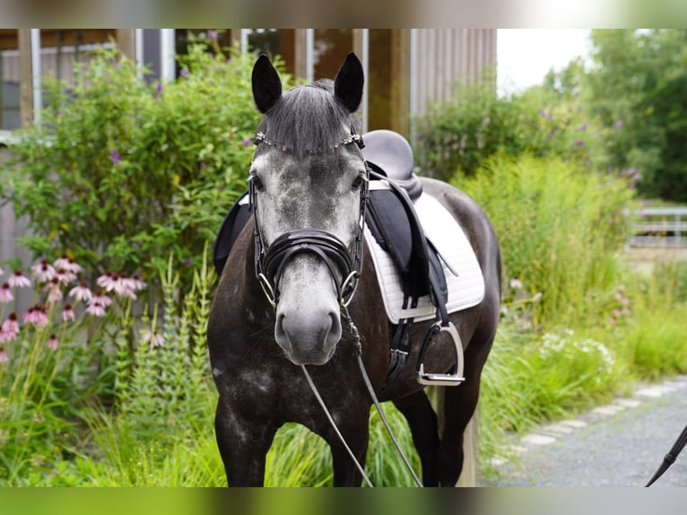New Forest Pony Wallach 5 Jahre 148 cm Schimmel in F&#xFC;rth