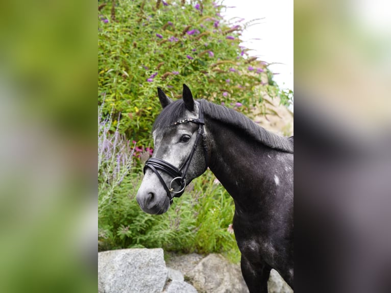 New Forest Pony Wallach 5 Jahre 148 cm Schimmel in F&#xFC;rth