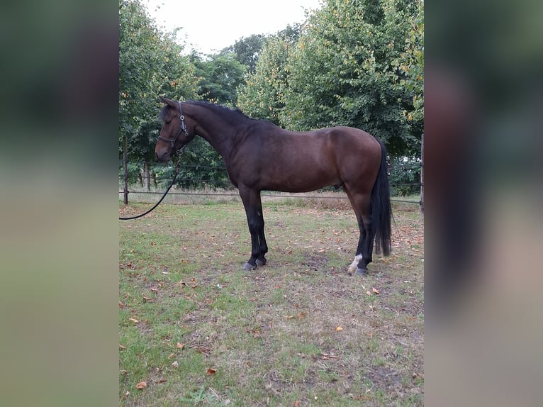 New Forest Pony Wallach 5 Jahre 149 cm Brauner in Renswoude