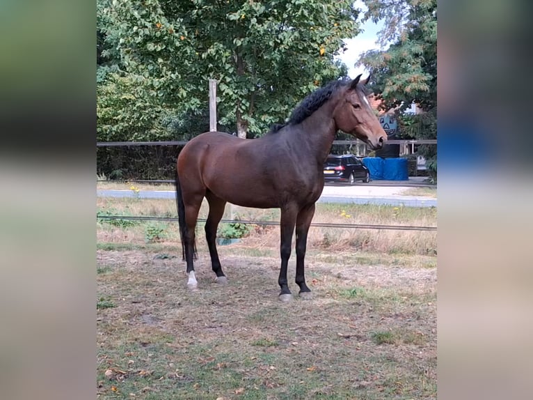New Forest Pony Wallach 5 Jahre 149 cm Brauner in Renswoude
