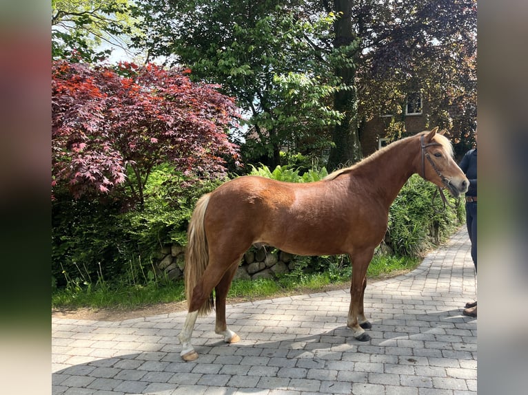 New Forest Pony Wallach 6 Jahre 137 cm Fuchs in Haßmoor