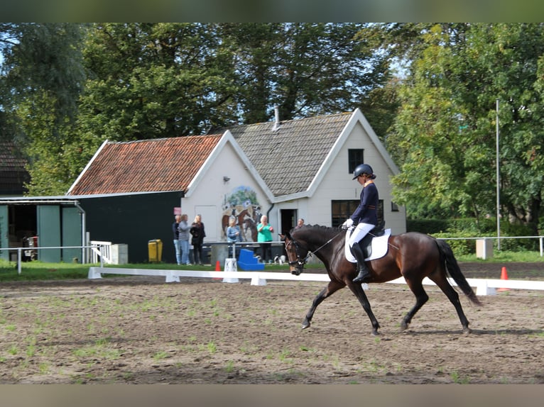 New Forest Pony Wallach 6 Jahre 147 cm Brauner in Castricum