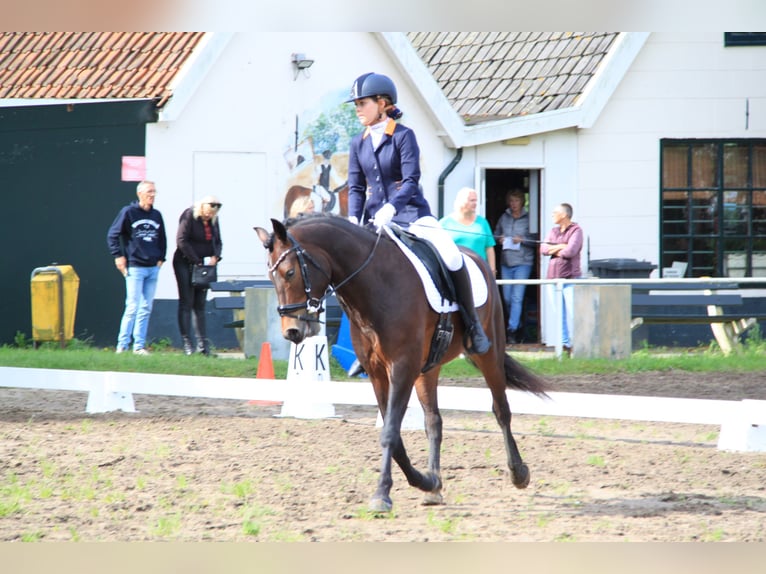 New Forest Pony Wallach 6 Jahre 147 cm Brauner in Castricum