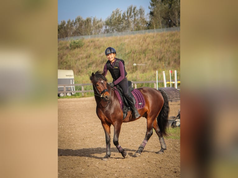 New Forest Pony Wallach 6 Jahre 147 cm Brauner in Castricum