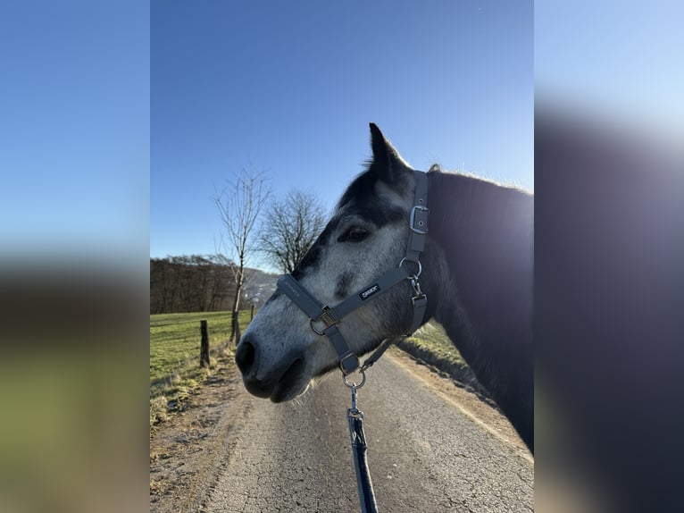 New Forest Pony Wallach 6 Jahre 148 cm Kann Schimmel werden in Eitorf