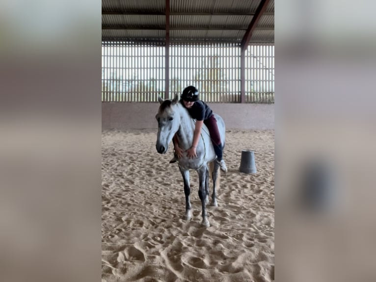 New Forest Pony Wallach 6 Jahre 148 cm Schimmel in La Rochelle