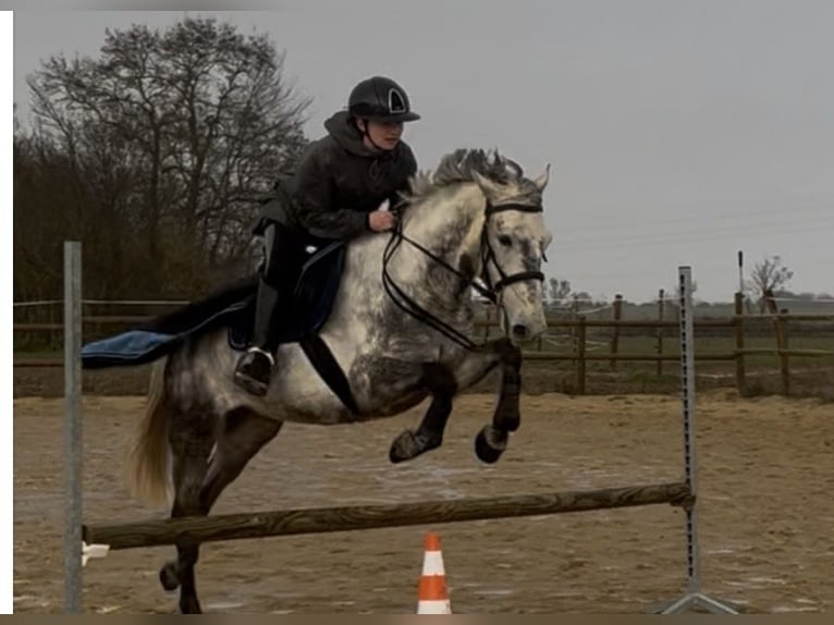 New Forest Pony Wallach 6 Jahre 148 cm Schimmel in La Rochelle