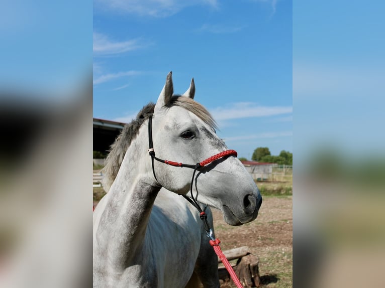 New Forest Pony Wallach 6 Jahre 148 cm Schimmel in La Rochelle