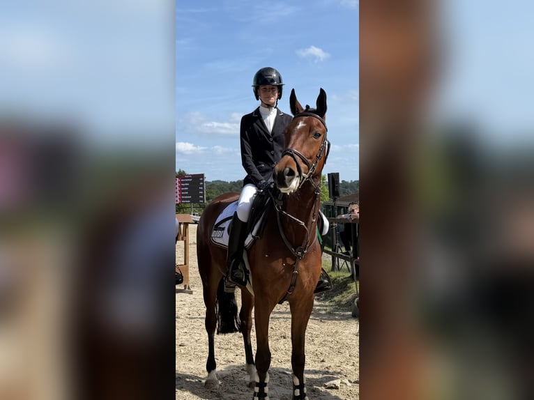 New Forest Pony Wallach 6 Jahre 149 cm Brauner in Hennef