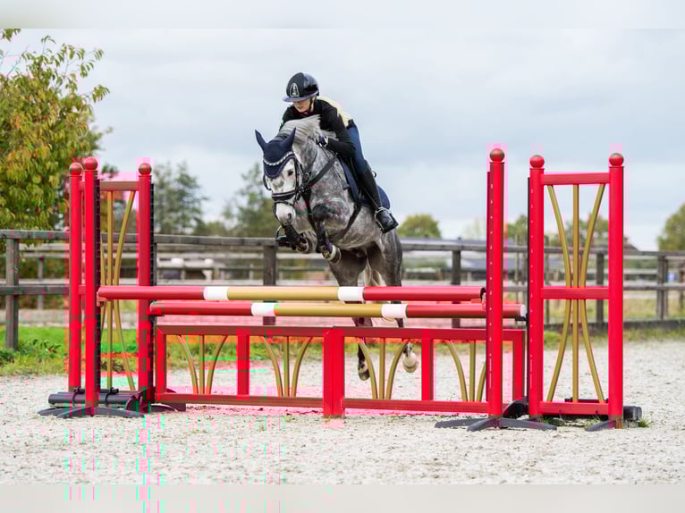 New Forest Pony Wallach 7 Jahre 136 cm Schimmel in Lith